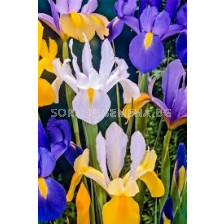 Ирис микс/ Iris dutch mixed - 1 бр.