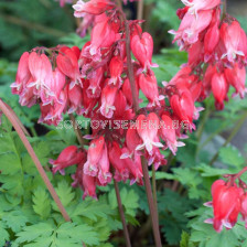 Дицентра /Dicentra Formosa Luxuriant/ 1 бр