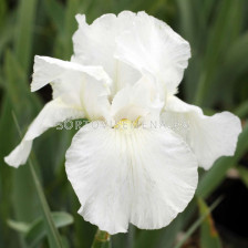 Ирис /iris germanica white/ 1 бр