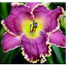 Хемерокалис Лице на звездите / Hemerocallis Face of the stars / 1 бр