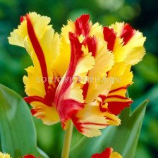 Лале Flaming Parrot 1 бр