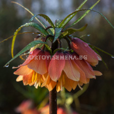 Фритилария / Fritillaria imperialis 'Early Dream' / 1 бр