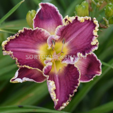 Хемерокалис Storm of the Century / 1 бр