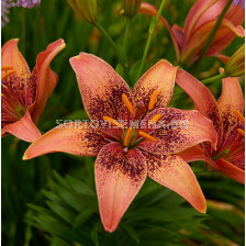 Лилиум  /Lilium asiatic 'Whistler'/ 1 бр