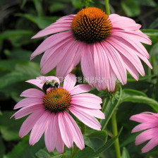 Ехинацея розова /Echinacea Pink/ 1 бр