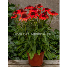 Ехинацея червена /Echinacea Purpurea Red/ 1 бр