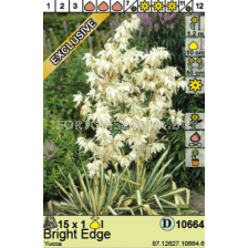 Юка /Yucca Bright Edge/ 1 бр