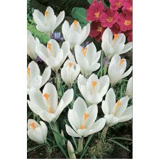 Едроцветен минзухар (Crocus) Jeanne d'Arc