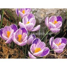 Едроцветен минзухар (Crocus) King of the Striped