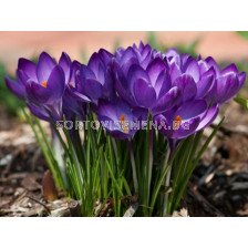 Едроцветен минзухар (Crocus) Flower Record