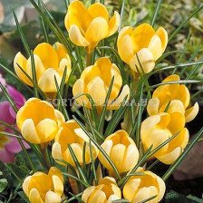 Едроцветен минзухар (Crocus) Golden Yellow