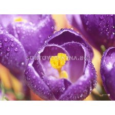 Едроцветен минзухар (Crocus) Grand Maitre