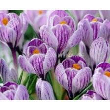 Едроцветен минзухар (Crocus) Pickwick