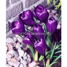 Едроцветен минзухар (Crocus) Remembrance