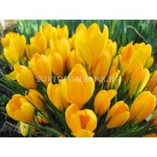 Едроцветен минзухар (Crocus) Yellow Giant 