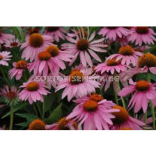 Ехинацея (Echinacea purpurea)