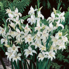 Гладиол мини / Gladiolus Mini Albus / 1 бр