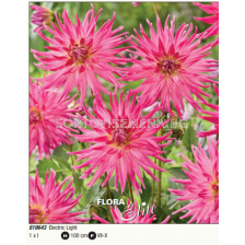 Далия кактус Electric Light/ Dahlia cactus  - 1 бр.