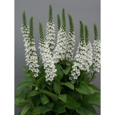 Лизимахии - Lysemachia Elisabeth -1 бр