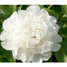 Божур/ LACTIFLORA PAEONIA Elsa Sass - 1 бр.