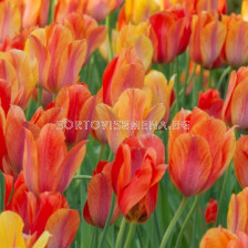 Лале/ Tulip single late El Nino - 1 бр.
