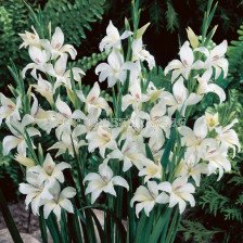 Гладиол мини / Gladiolus Mini Albus / 1 бр