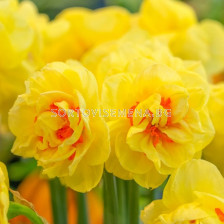 Нарцис/ DOUBLE NARCISSUS English Style - 1 бр.