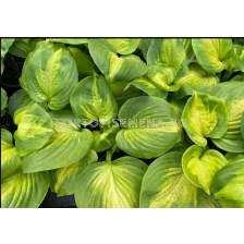 Хоста Enchiladas/ Hosta - 1 брой