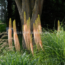 Еремурус/ Eremurus ruiter-hybrid Romance - 1 бр.
