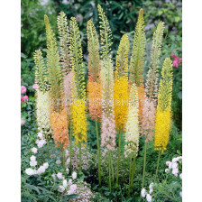 Еремурус микс / Eremurus ruiter hybrid / 1 бр