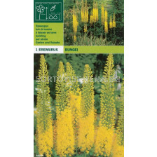 Еремурус жълт (Eremurus bungei)