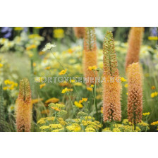 Еремурус/ Eremurus isabellinus - 1 бр.