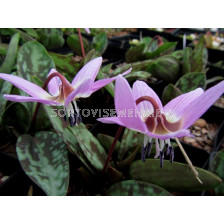 Еритрониум / Erythronium Purple King/ 1 бр