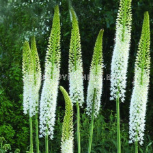 Еремурус/ Eremurus 'Line dance - 1 бр.