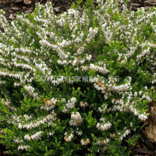 Ерика (Erica Darleyensis White Perfection) - бяла