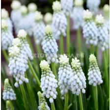 Мускари armeniacum Esther - 1 бр.