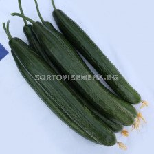 Семена краставици Есбен F1 - 100 семена