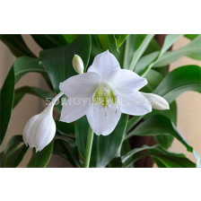 Еухарис амазония (Eucharis amazonica)