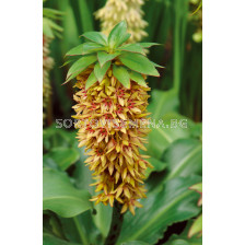 Еукомис Eucomis bicolor - размер XXL