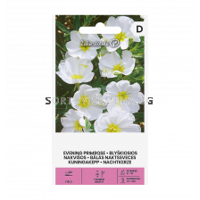 СК СЕМЕНА ВЕЧЕРНА ИГЛИКА  БЯЛА  PRIMROSE, PALE EVENING WHITE  