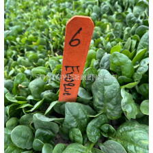 Семена спанак Eвок/ Evoque F1 -  50 000 семена