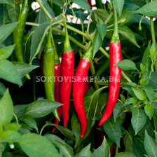 СЕМЕНА ПИПЕР ЛЮТ КАЙЕН 100С HOT PEPPER CAYENNE - EX-HTP01 F1  