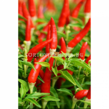 СЕМЕНА ПИПЕР ЛЮТ ПТИЧИ ОЧИ 100С HOT PEPPER BIRDS EYE EX-HTP03 