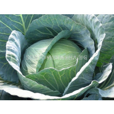 Семена Зеле Excalibur F1 - BJ