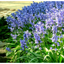 Лъжезюмбюл/ Hyacinthoides hispanica Excelsior -1 бр.