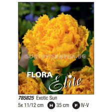 Лале/ Tulipa fringed double Exotic Sun - Пакет: 1 оп. -  5 бр.