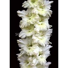 Гладиол Gladiolus Snowy Frizzle 1 бр