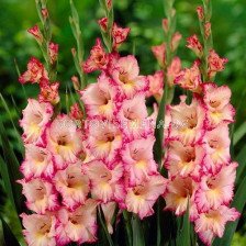 Гладиол /Gladiolus  'Dolce Vita' /1 бр