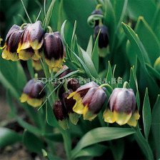 Фритилария /Fritillaria michailovskyi'/ 1 бр