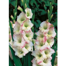 Гладиол (Gladiolus) Cream Perfection